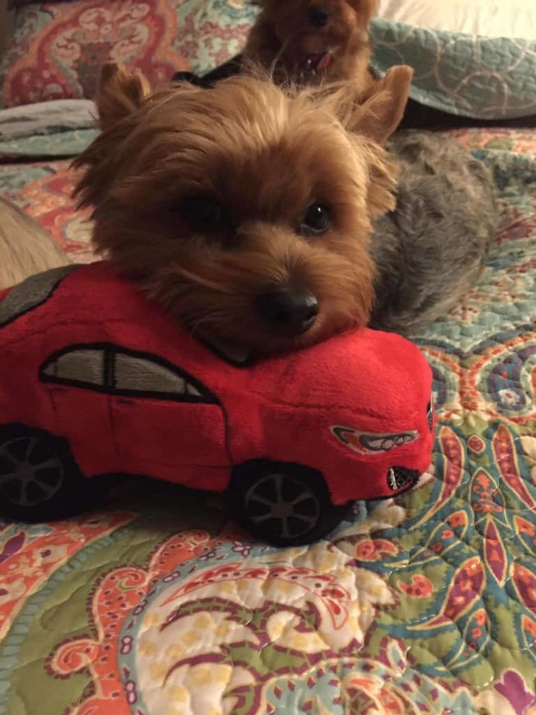 Toby and the Impreza are ready for the food drive! This cutie belongs to our Subaru of Monroeville GSM Jeff Gessler