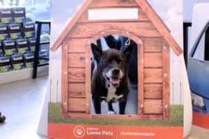IMG 3929