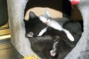 Kitties