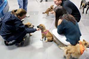 Puppies
