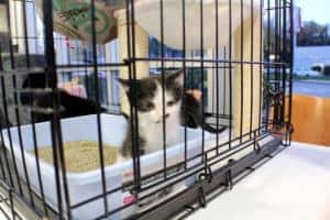 kitties 2