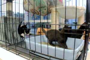 kitties 3