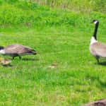 Geese