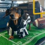 max the wiener dog stands on football table runner with a mini field goal post, football, and cooler in the background