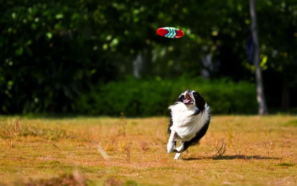 Dog Park