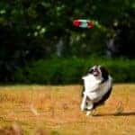 Dog Park