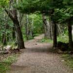 A tree-covered hiking trail in Tyler, TX