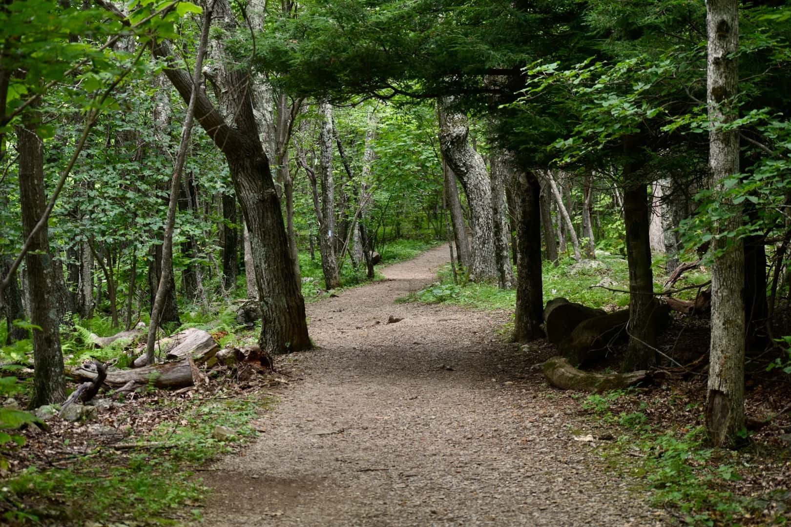 A tree-covered hiking trail in Tyler, TX