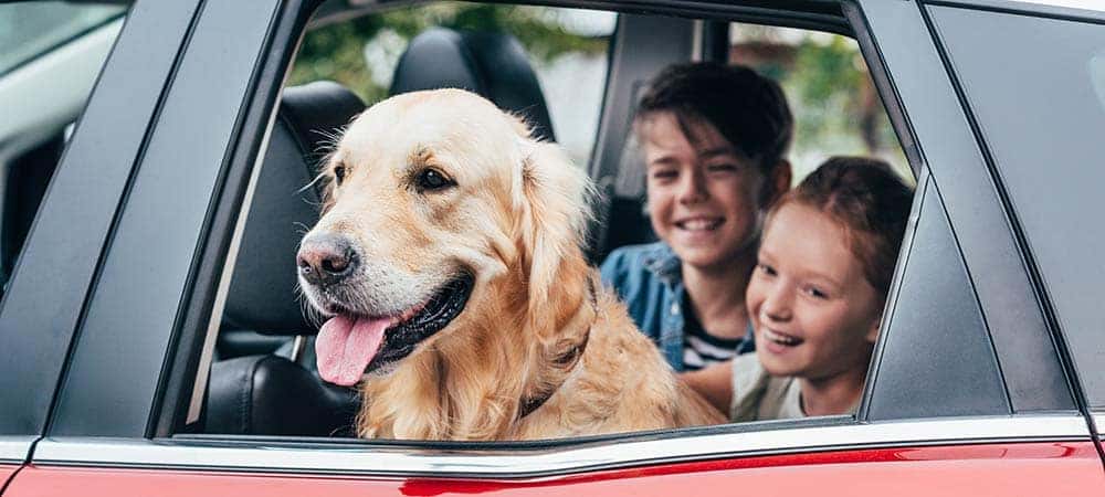 Dog in car