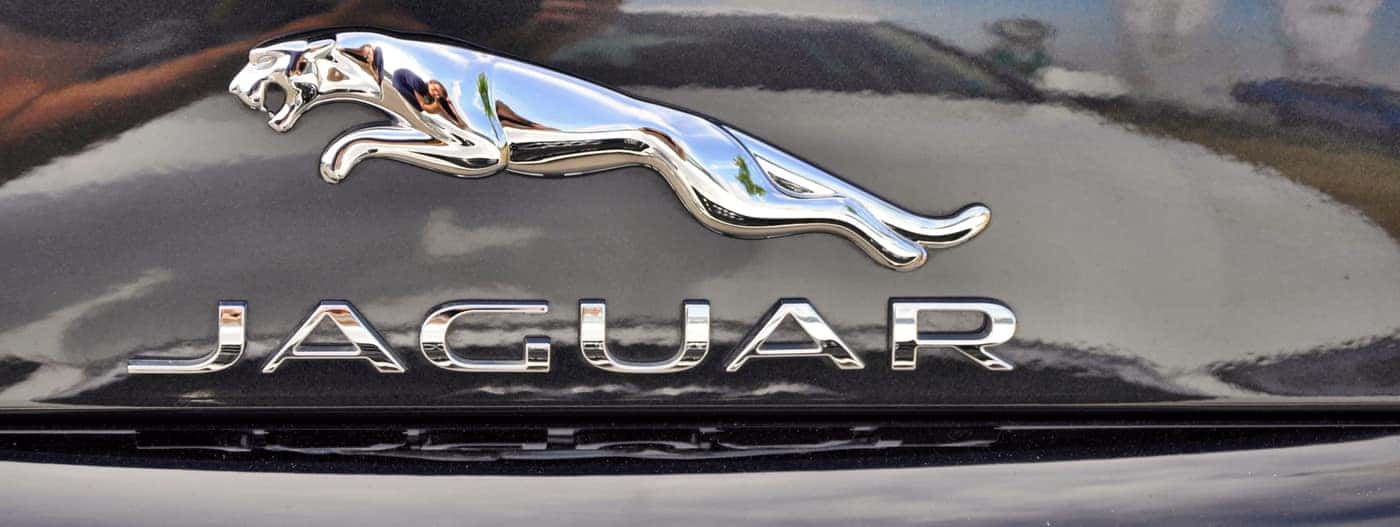 The Jaguar Symbol  History of the Jaguar Logo