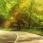 Scenic Road in a Forest
