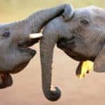 Elephants gently touching each other