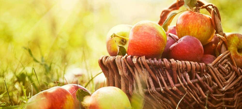 Organic apples in a basket outside with rays of sunlight