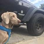 Man's Best Friend