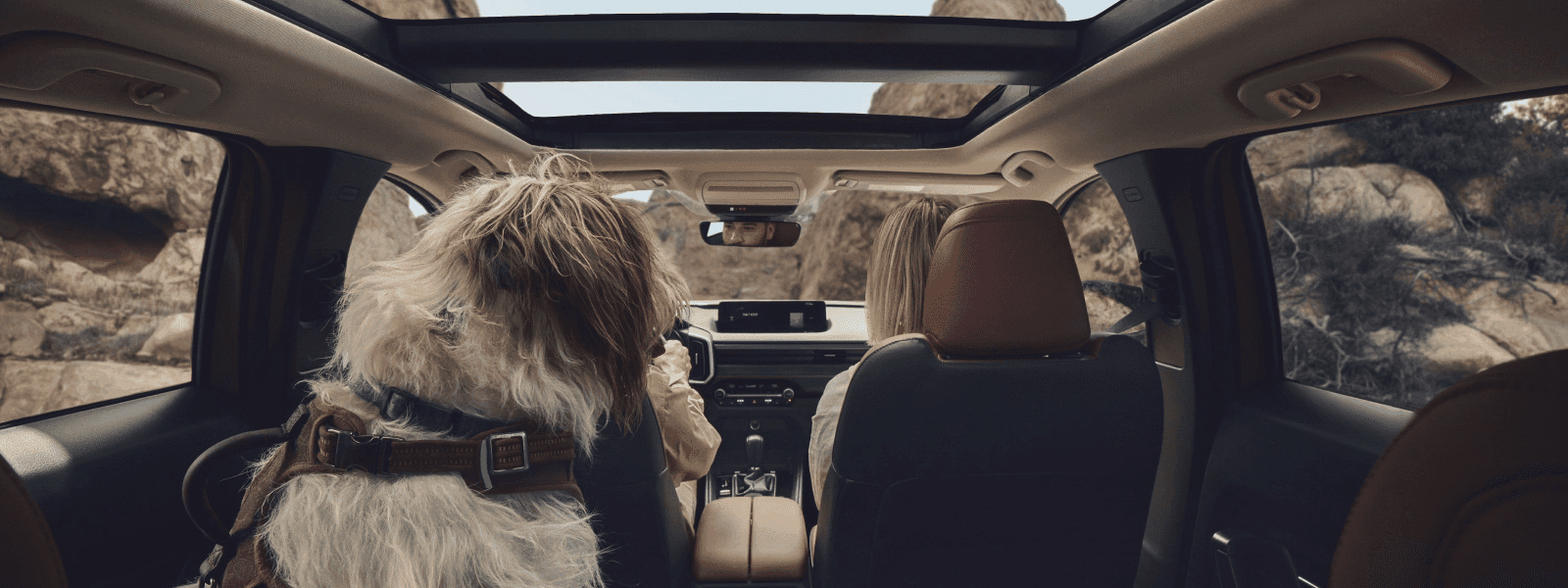 Wide rear cabin view with a dog, two front occupants, brown seats, and a large glass roof above the cabin