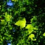 Sycamore